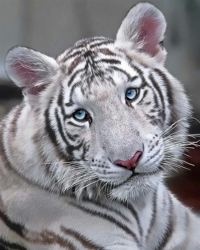 Картинки белые тигры (100 фото) #38