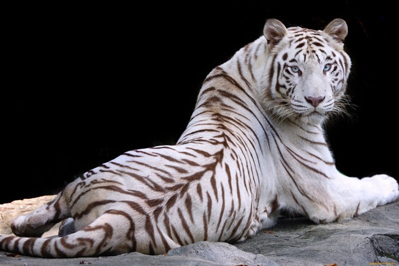 Картинки белые тигры (100 фото) #75