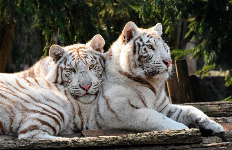Картинки белые тигры (100 фото) #16