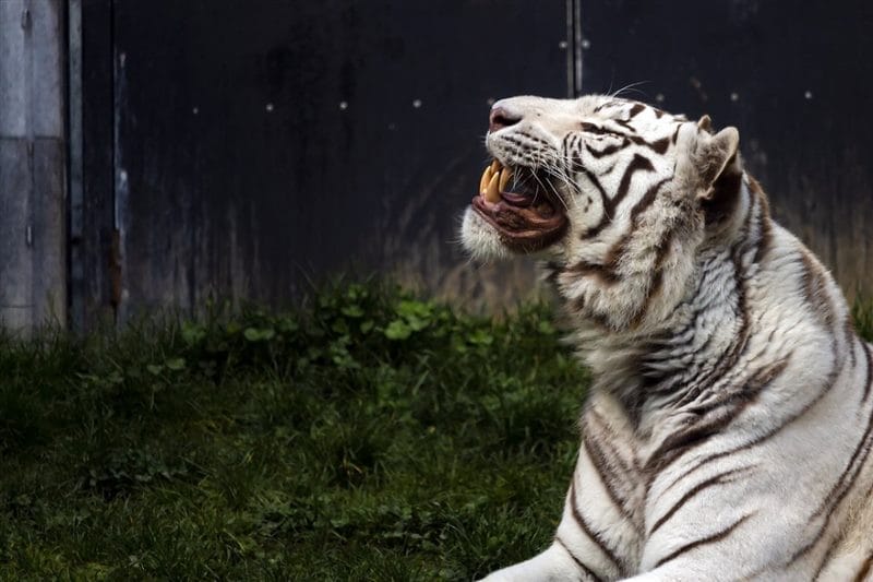 Картинки белые тигры (100 фото) #69