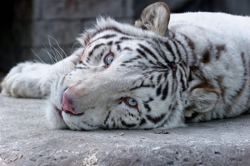 Картинки белые тигры (100 фото) #29