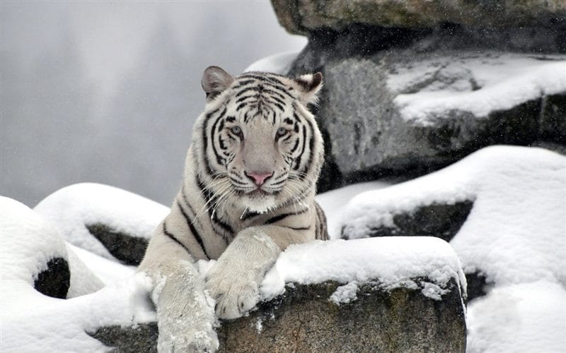 Картинки белые тигры (100 фото) #62