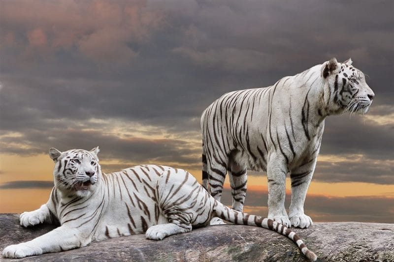 Картинки белые тигры (100 фото) #73