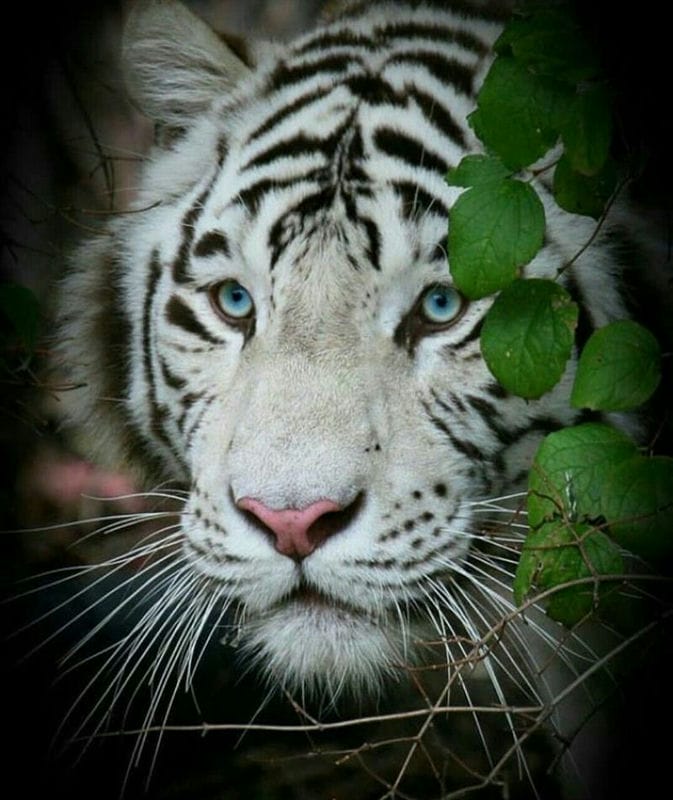 Картинки белые тигры (100 фото) #36