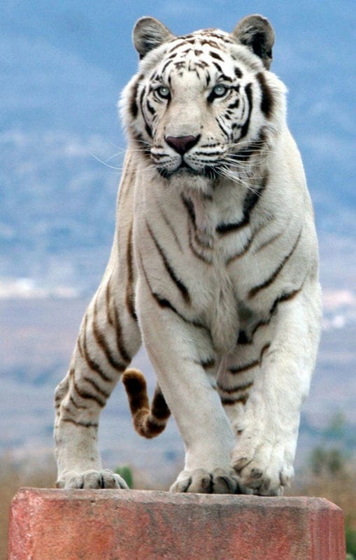 Картинки белые тигры (100 фото) #85