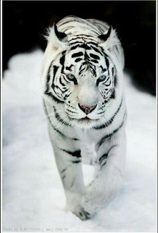 Картинки белые тигры (100 фото) #93