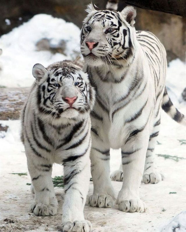 Картинки белые тигры (100 фото) #18