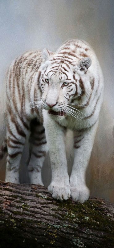 Картинки белые тигры (100 фото) #99