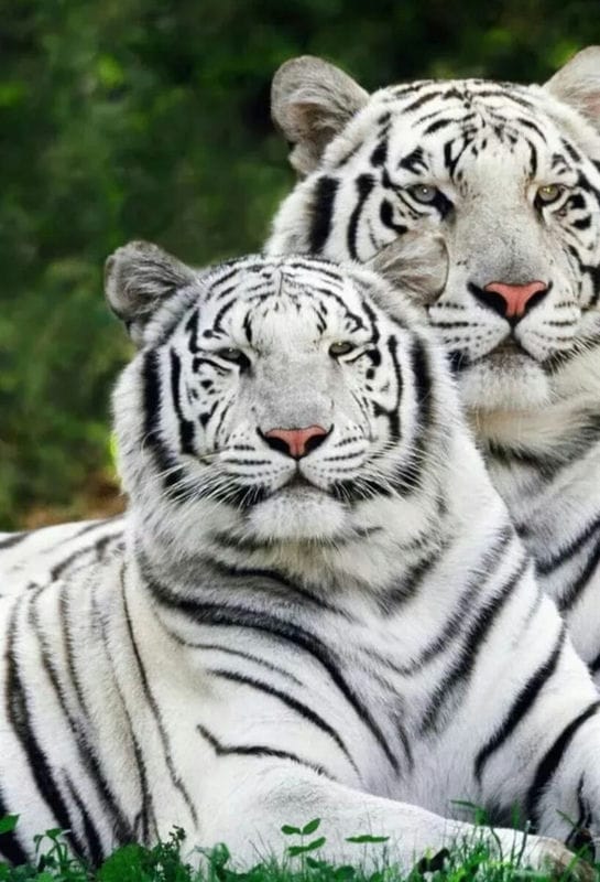 Картинки белые тигры (100 фото) #52