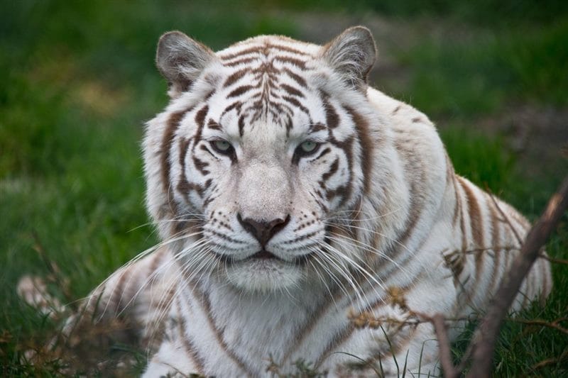 Картинки белые тигры (100 фото) #59