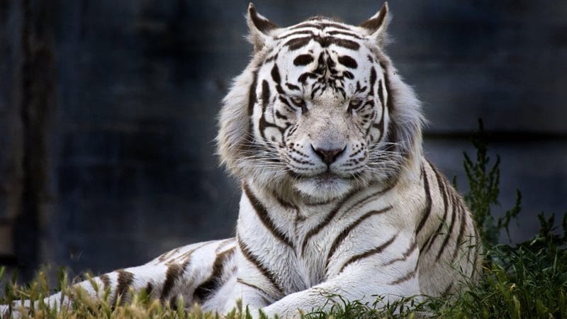 Картинки белые тигры (100 фото) #83