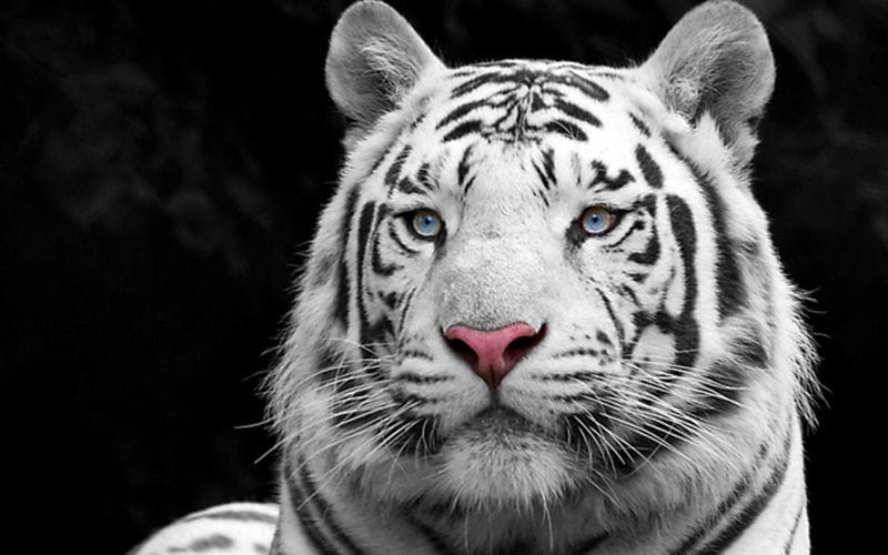 Картинки белые тигры (100 фото) #89
