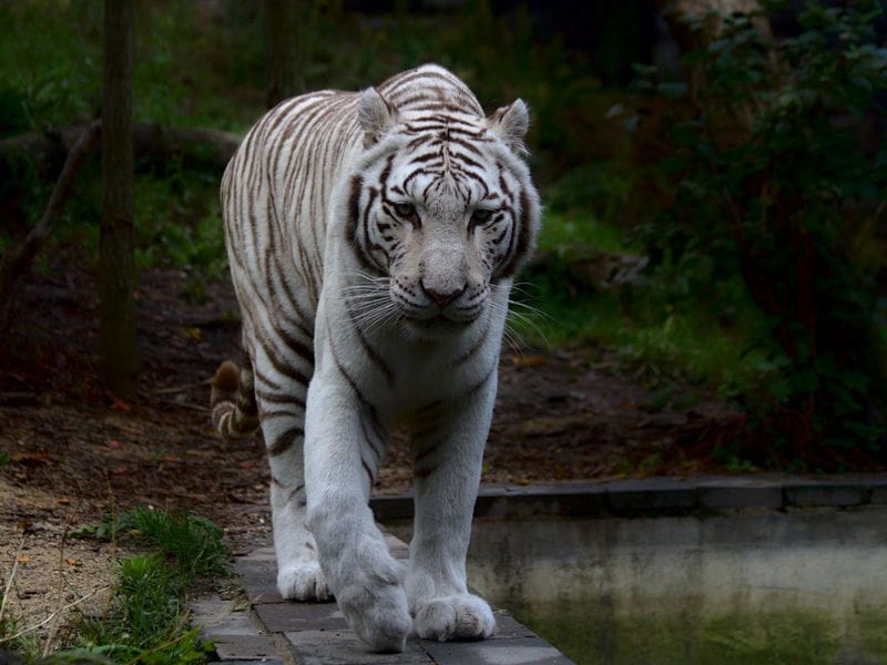 Картинки белые тигры (100 фото) #55