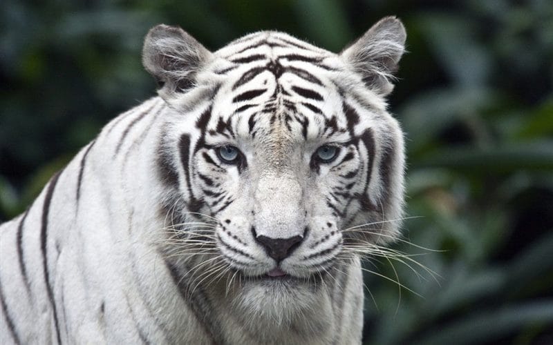 Картинки белые тигры (100 фото) #100