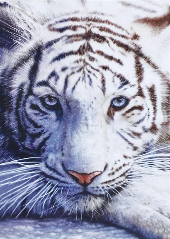 Картинки белые тигры (100 фото) #45