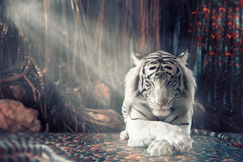 Картинки белые тигры (100 фото) #86