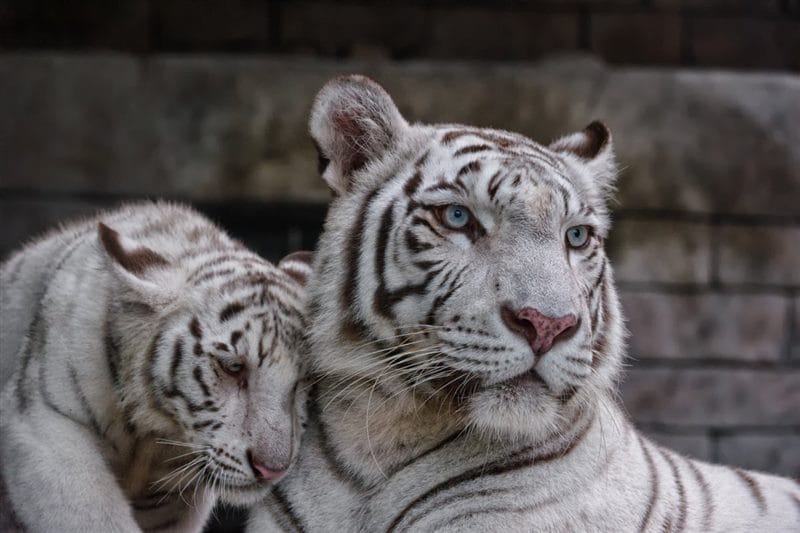 Картинки белые тигры (100 фото) #63