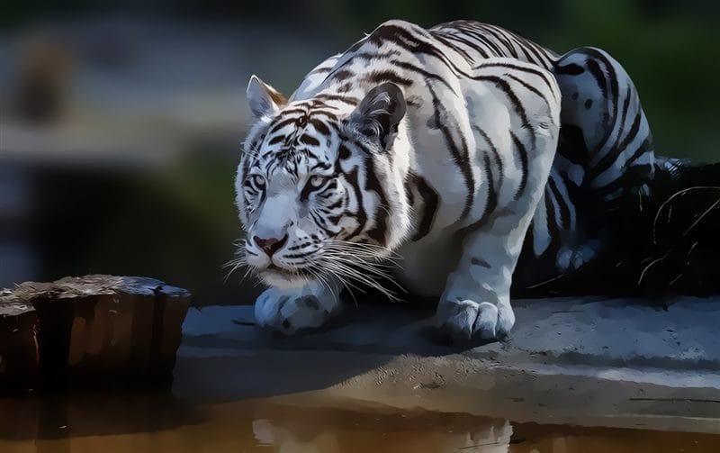 Картинки белые тигры (100 фото) #91