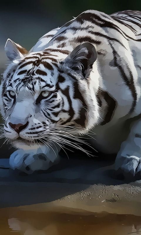 Картинки белые тигры (100 фото) #81
