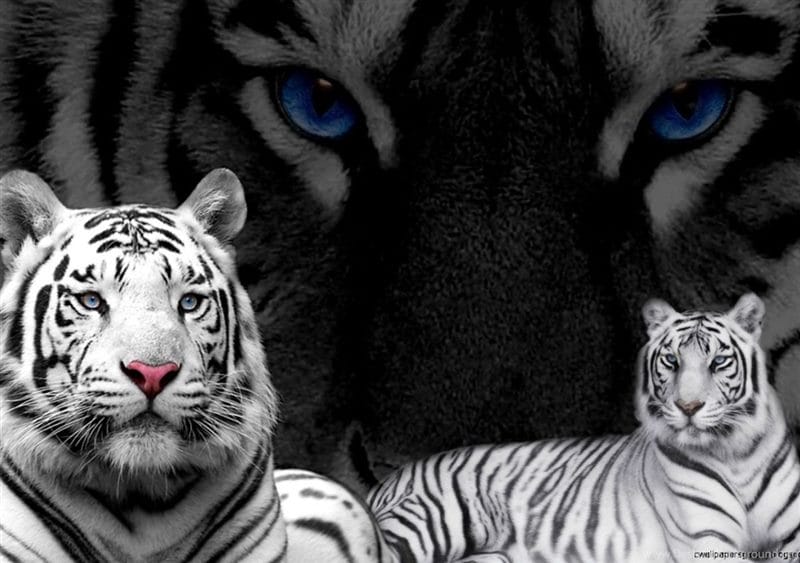 Картинки белые тигры (100 фото) #67
