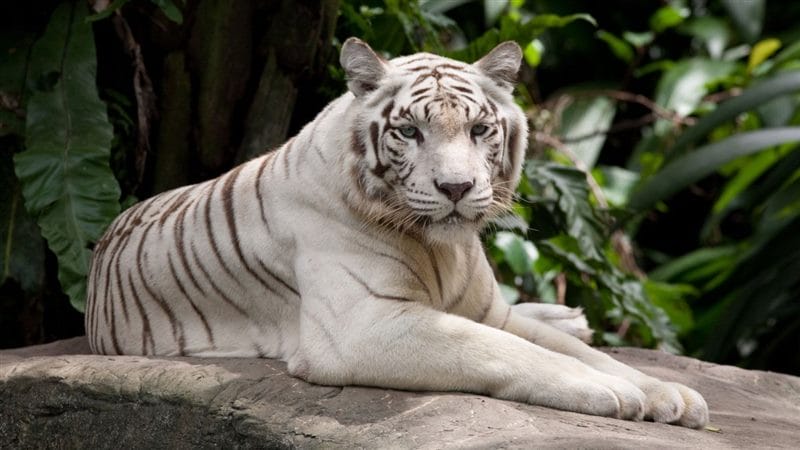 Картинки белые тигры (100 фото) #82