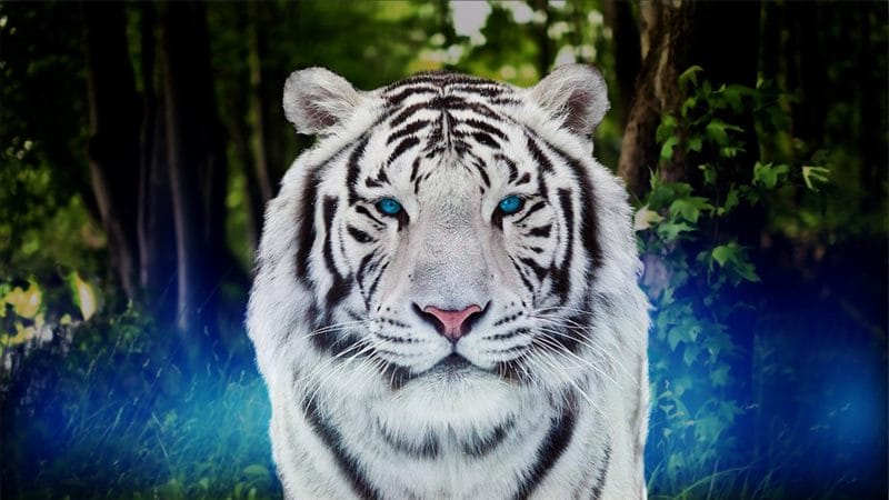 Картинки белые тигры (100 фото) #71