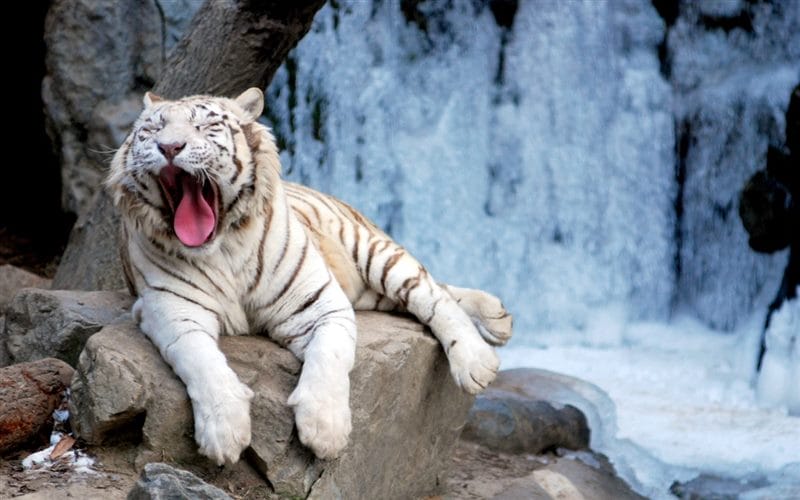 Картинки белые тигры (100 фото) #76