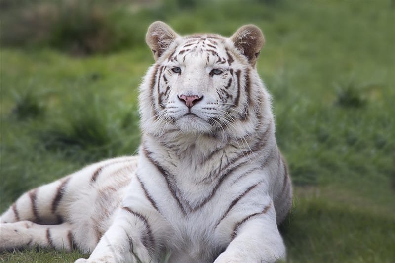 Картинки белые тигры (100 фото) #90