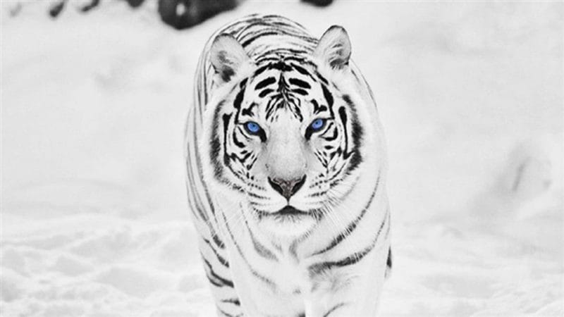 Картинки белые тигры (100 фото) #94