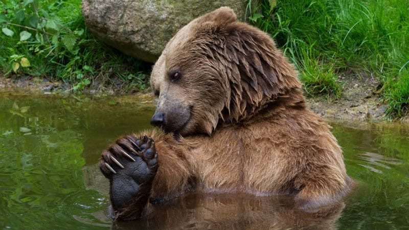 Картинки медведи гризли (100 фото) #29