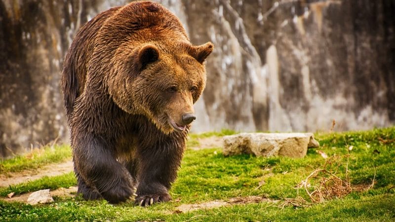 Картинки медведи гризли (100 фото) #58