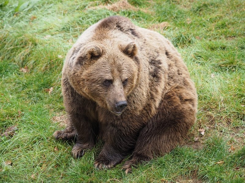 Картинки медведи гризли (100 фото) #10
