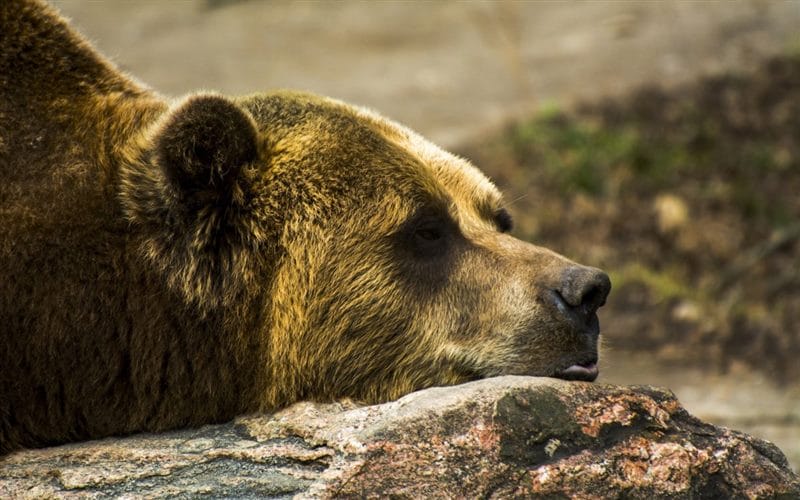 Картинки медведи гризли (100 фото) #49