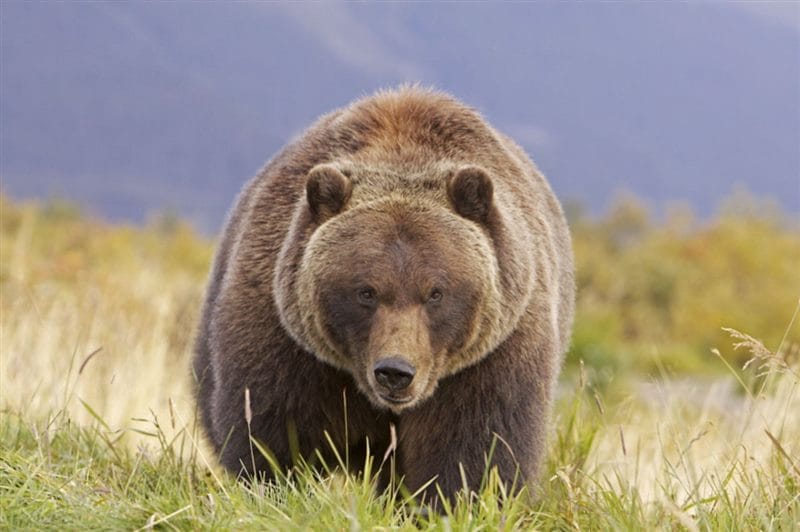 Картинки медведи гризли (100 фото) #6