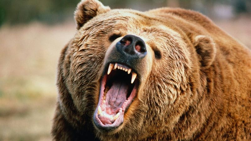 Картинки медведи гризли (100 фото) #70