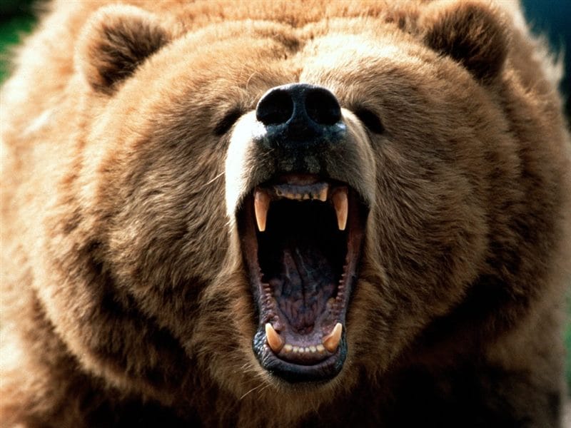 Картинки медведи гризли (100 фото) #4
