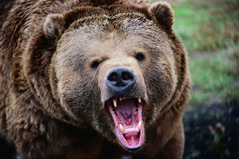 Картинки медведи гризли (100 фото) #51