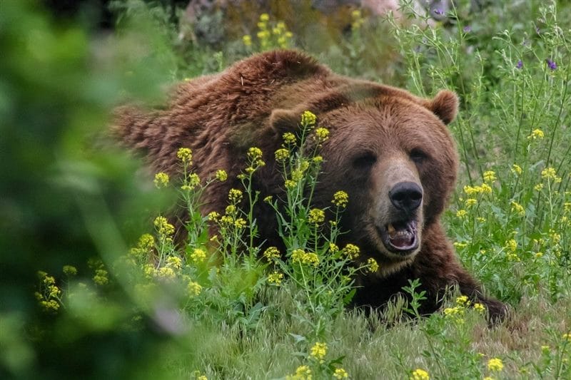 Картинки медведи гризли (100 фото) #20
