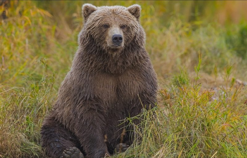 Картинки медведи гризли (100 фото) #41