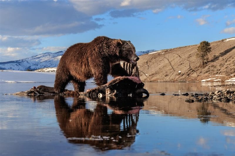 Картинки медведи гризли (100 фото) #79