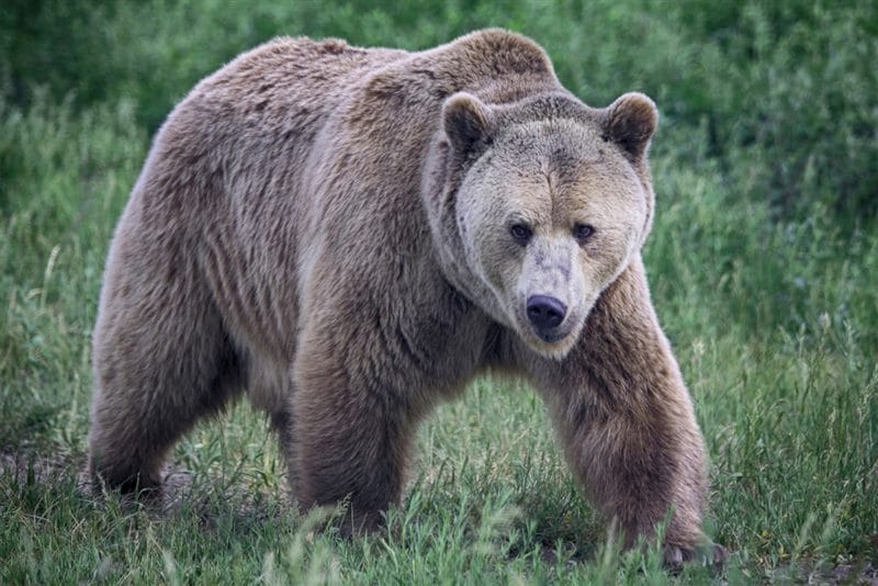 Картинки медведи гризли (100 фото) #50