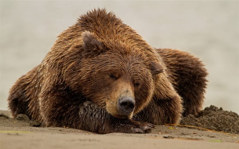 Картинки медведи гризли (100 фото) #75