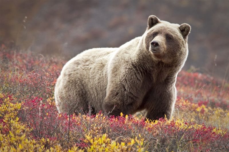 Картинки медведи гризли (100 фото) #59