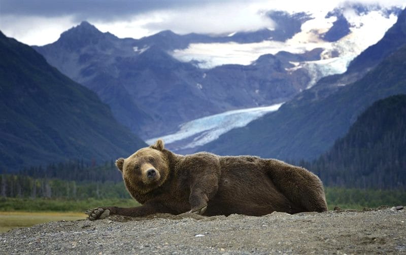 Картинки медведи гризли (100 фото) #84