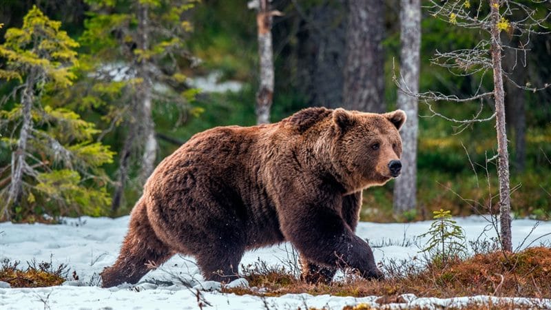 Картинки медведи гризли (100 фото) #32