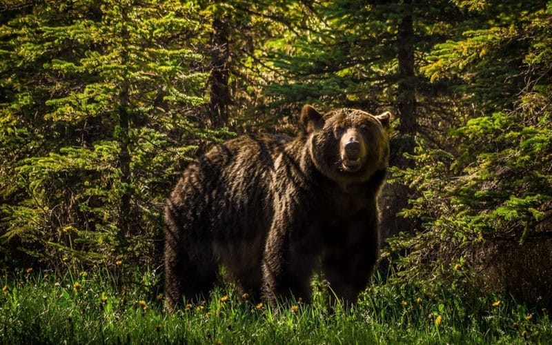 Картинки медведи гризли (100 фото) #11