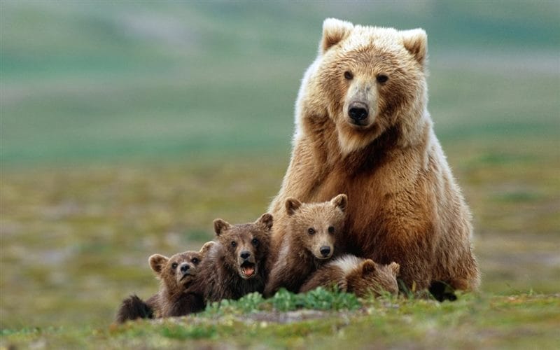 Картинки медведи гризли (100 фото) #99