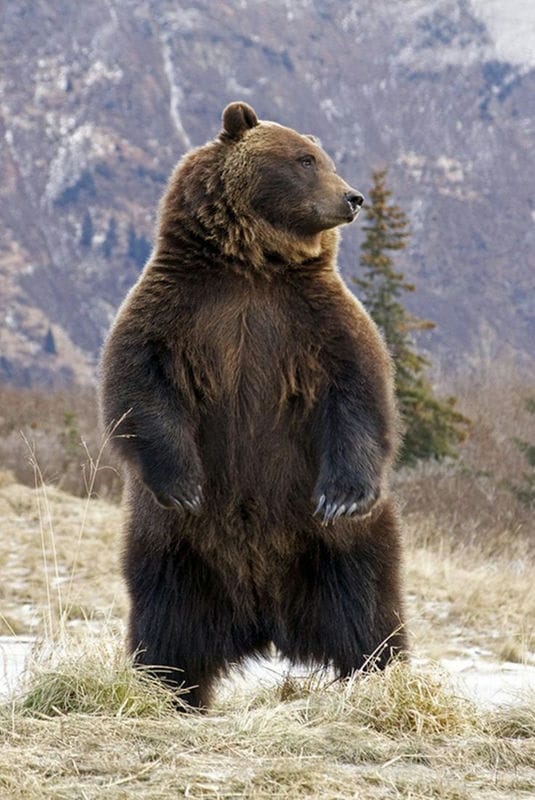 Картинки медведи гризли (100 фото) #82