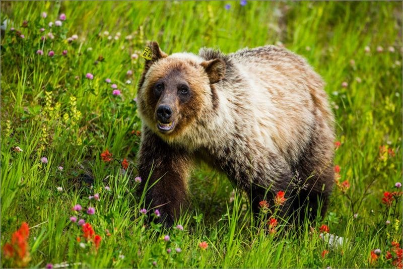 Картинки медведи гризли (100 фото) #93
