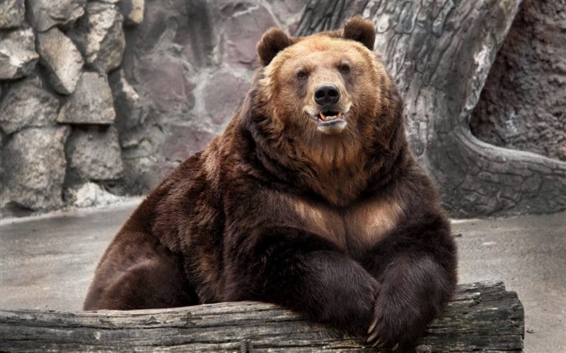 Картинки медведи гризли (100 фото) #69